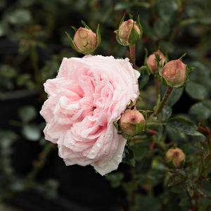 Poзa Эвекентнг - розовая - Лазающая плетистая роза (клаймбер) 
